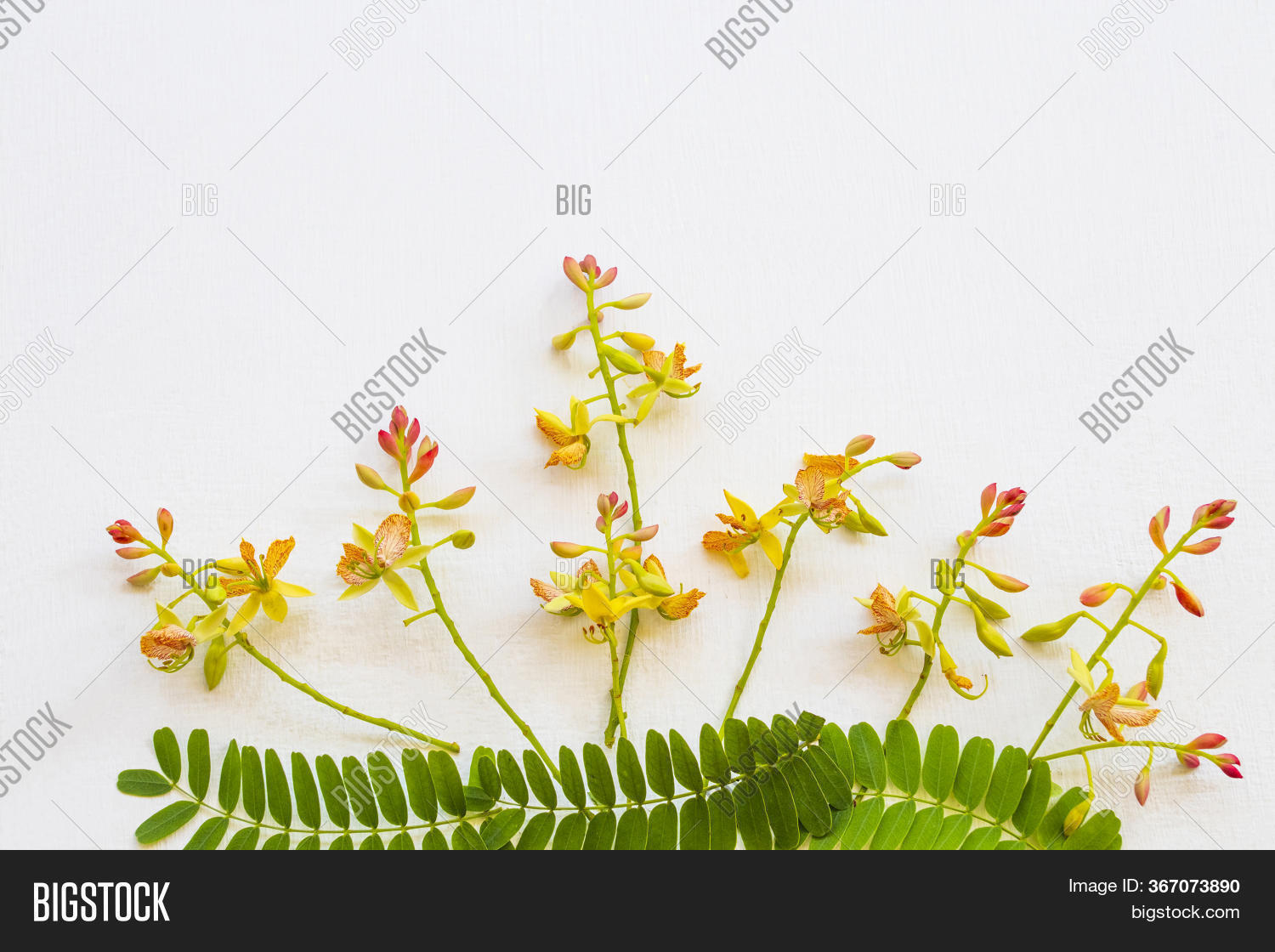 Tamarind Flowers Image & Photo (Free Trial) | Bigstock