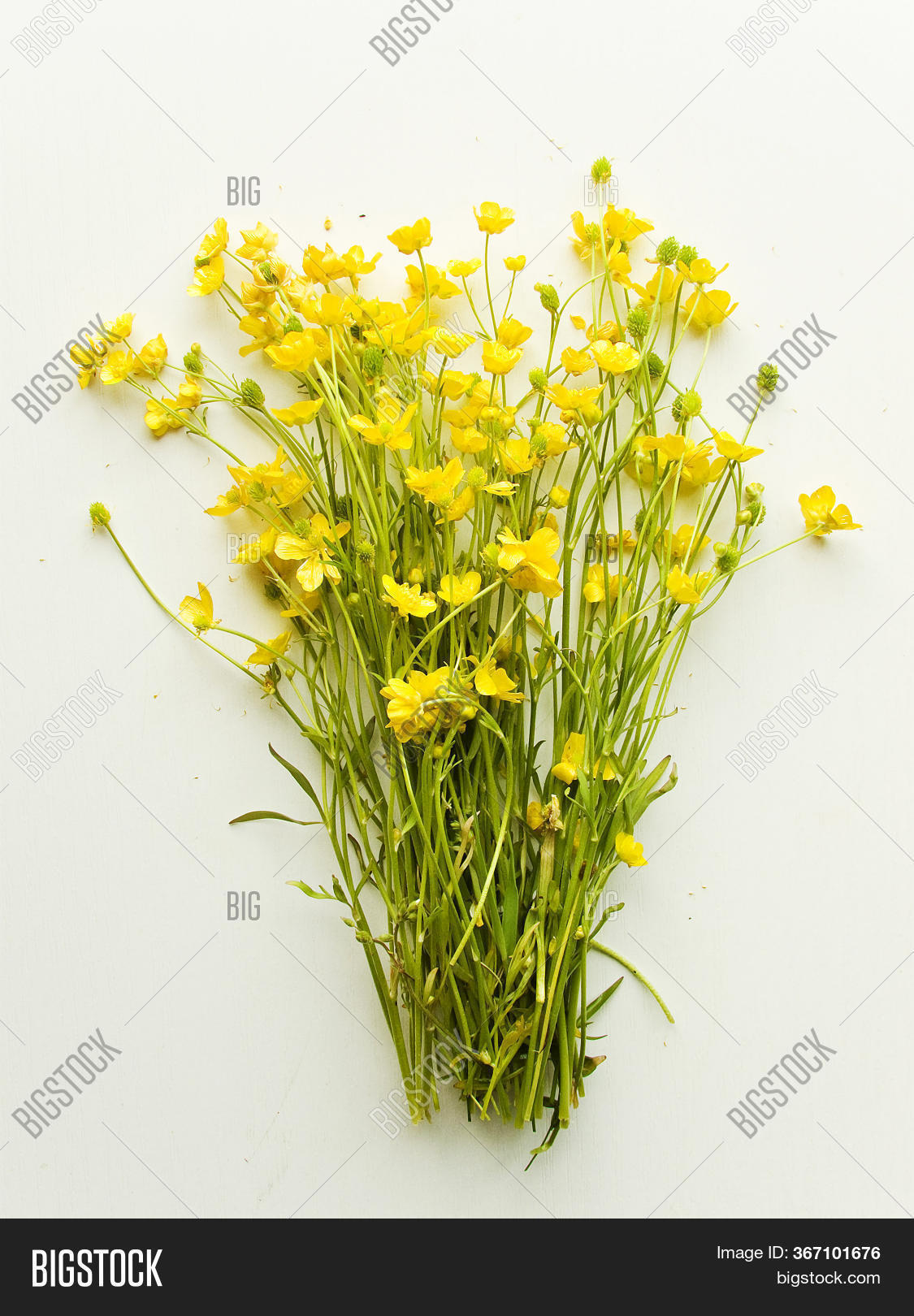 Wild Buttercup Flowers Image & Photo (Free Trial) Bigstock