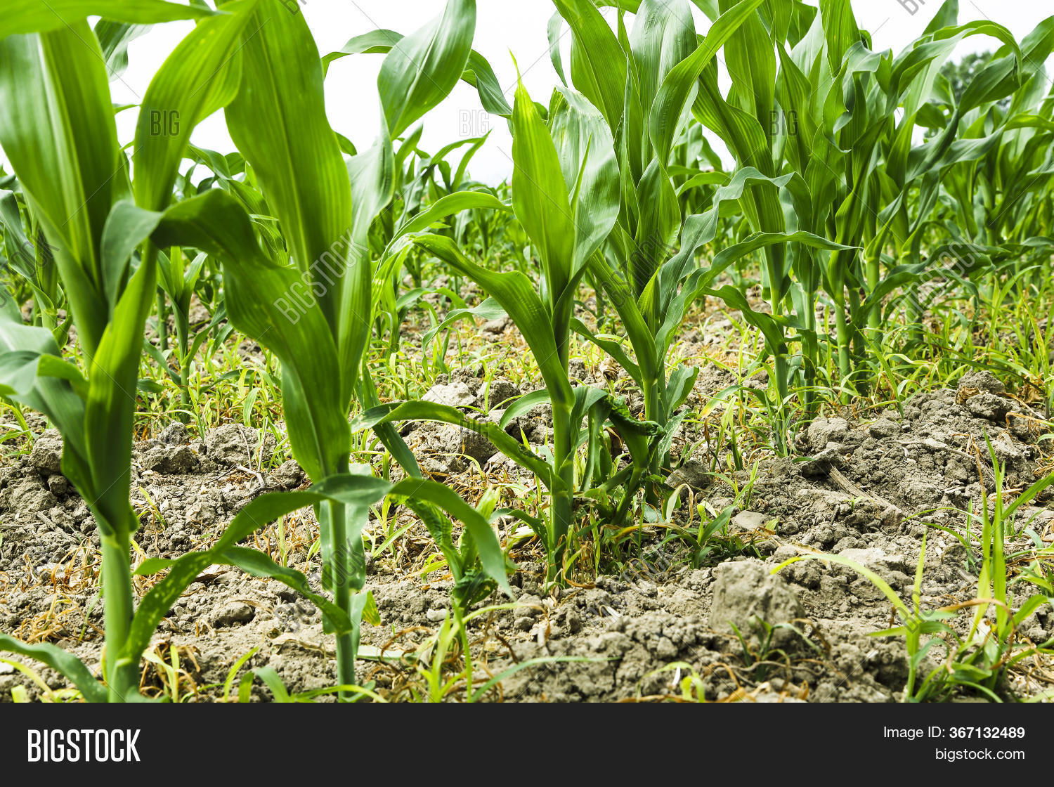 Close Young Corn Image & Photo (Free Trial) Bigstock