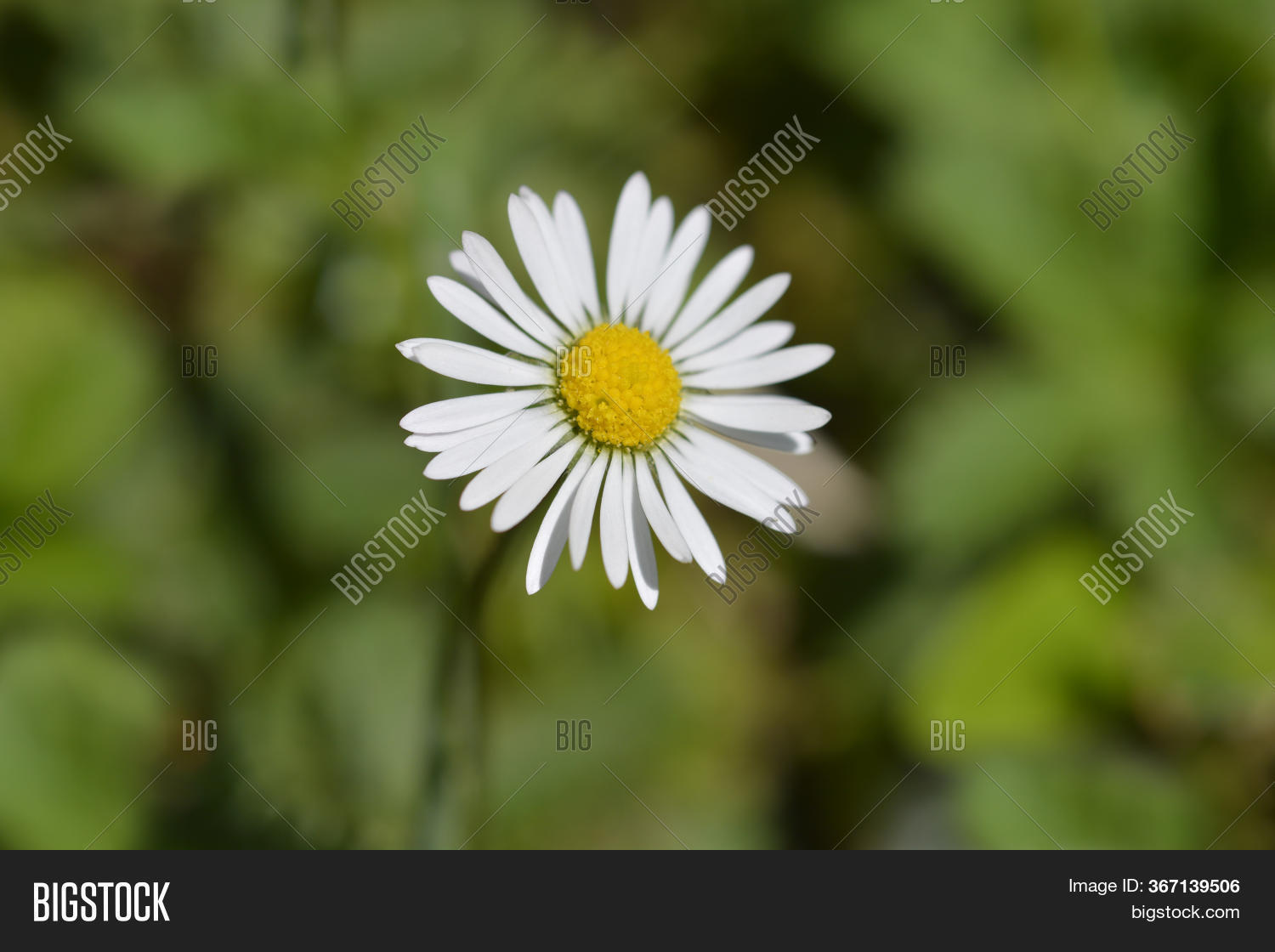Common Daisy Latin Image & Photo (Free Trial) Bigstock