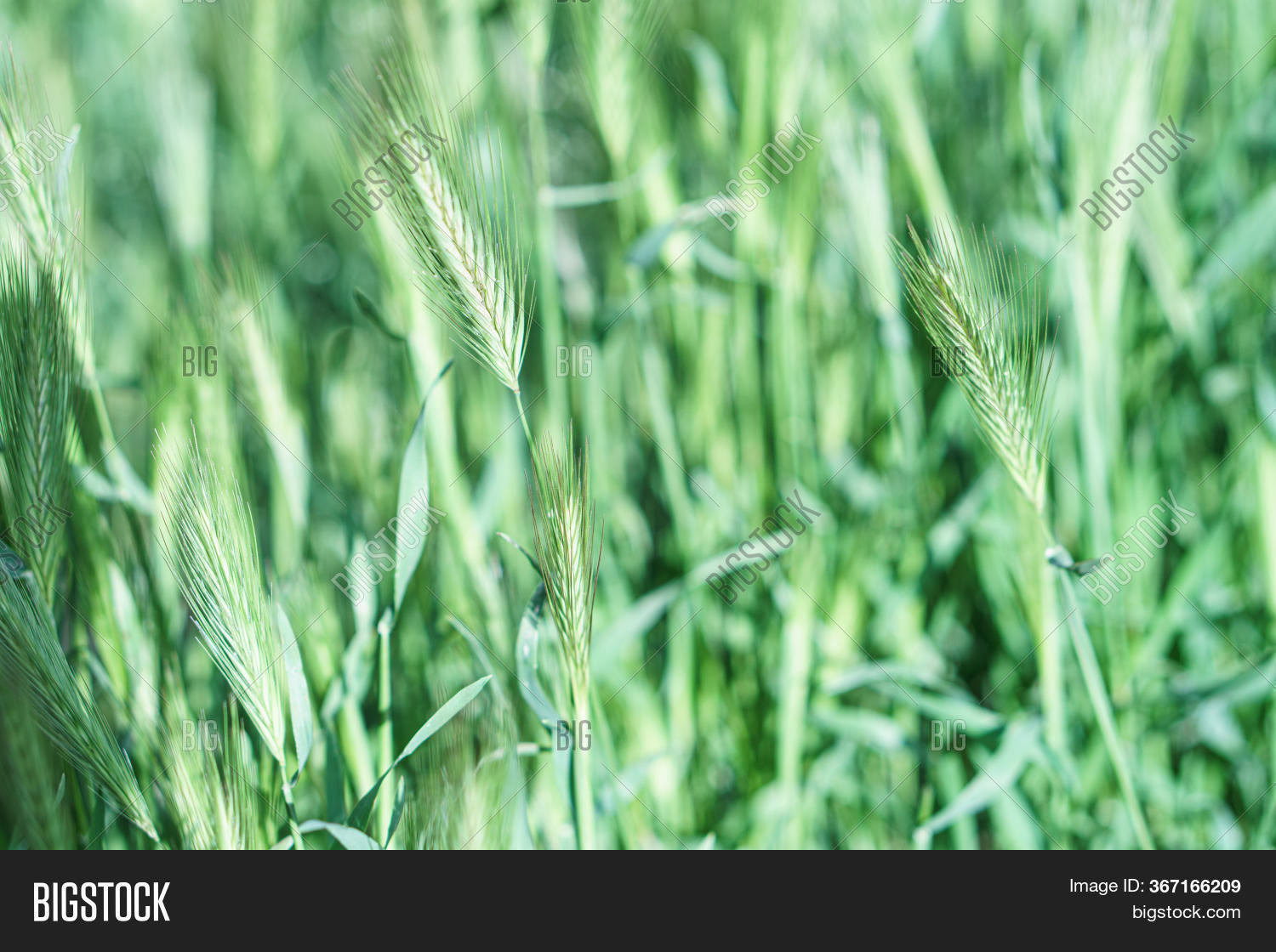 Wild Grass Spikelets Image & Photo (Free Trial) | Bigstock