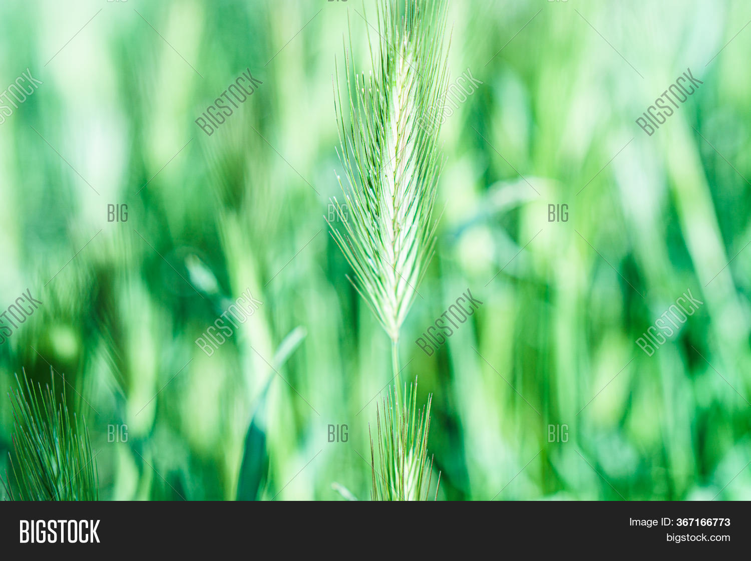 Wild Grass Spikelets Image & Photo (Free Trial) | Bigstock