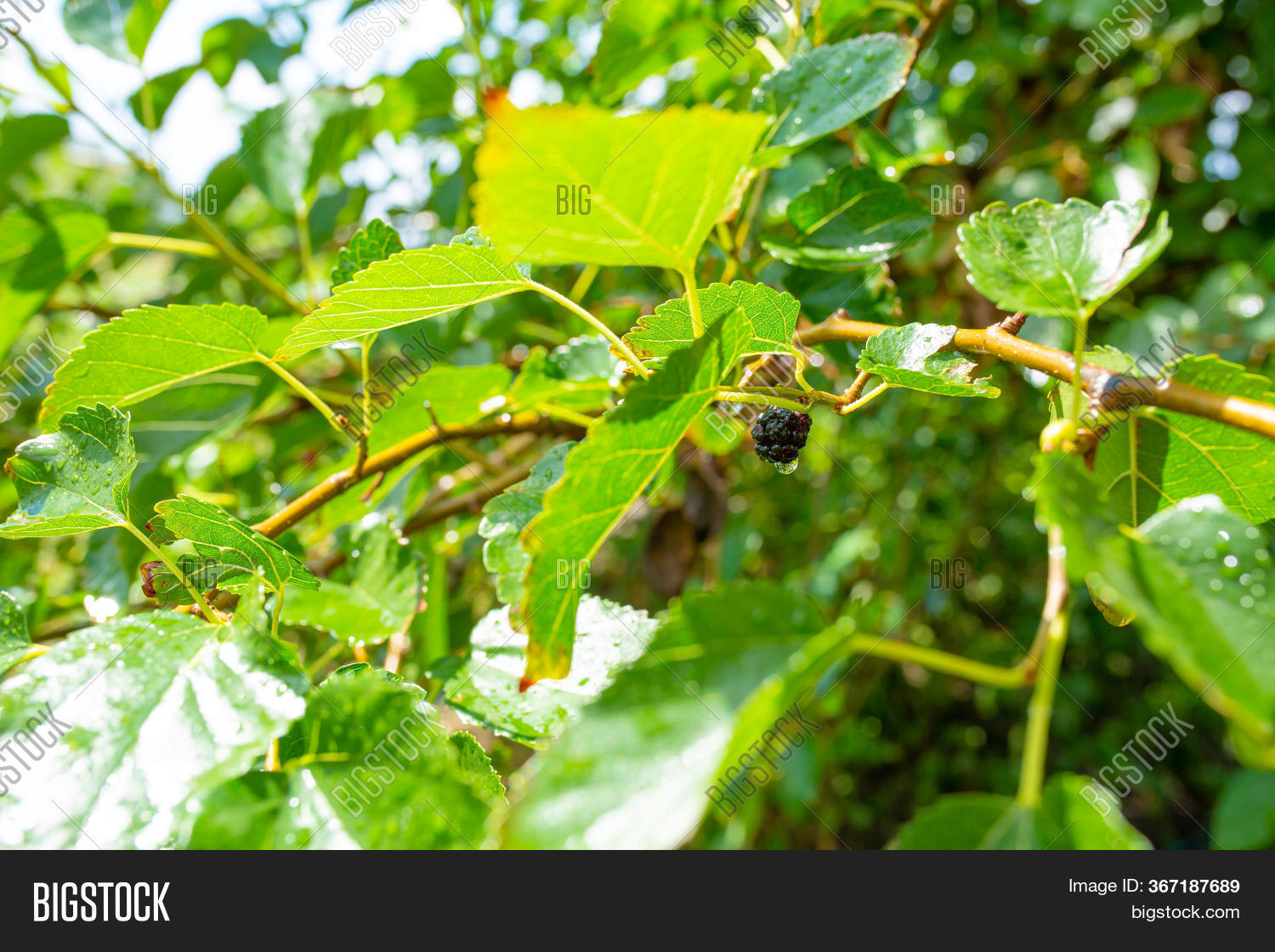Close Mulberry Tree Image & Photo (Free Trial) Bigstock