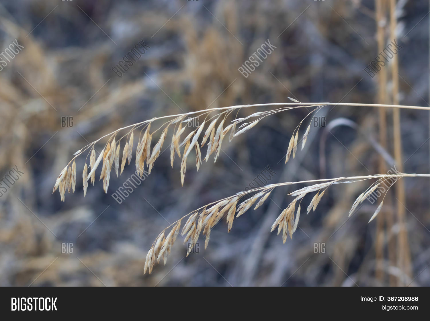 Dried Grass Stem Seeds Image & Photo (Free Trial) Bigstock