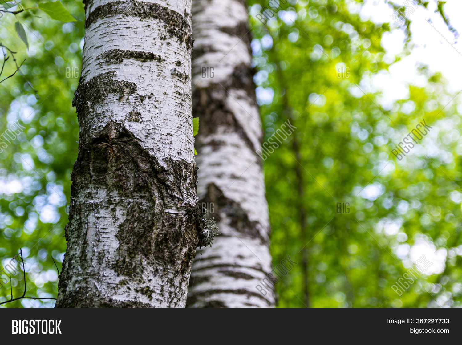 Trunks Birch Trees Image & Photo (Free Trial) Bigstock