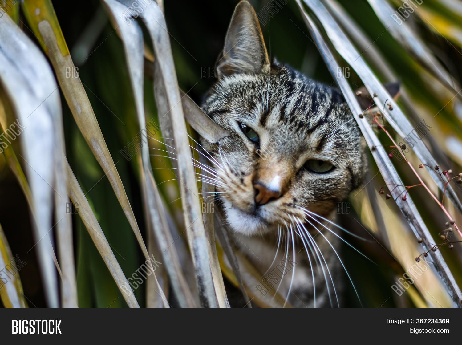 Male Mackerel Tabby Image & Photo (Free Trial) Bigstock
