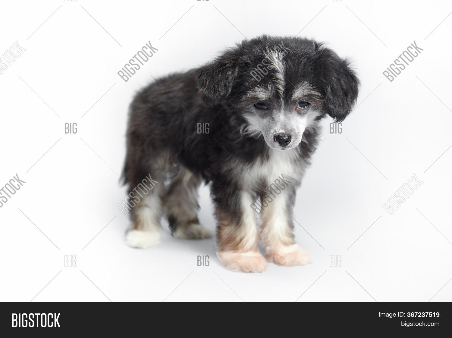 Small Darling Dog On Image & Photo (Free Trial) Bigstock