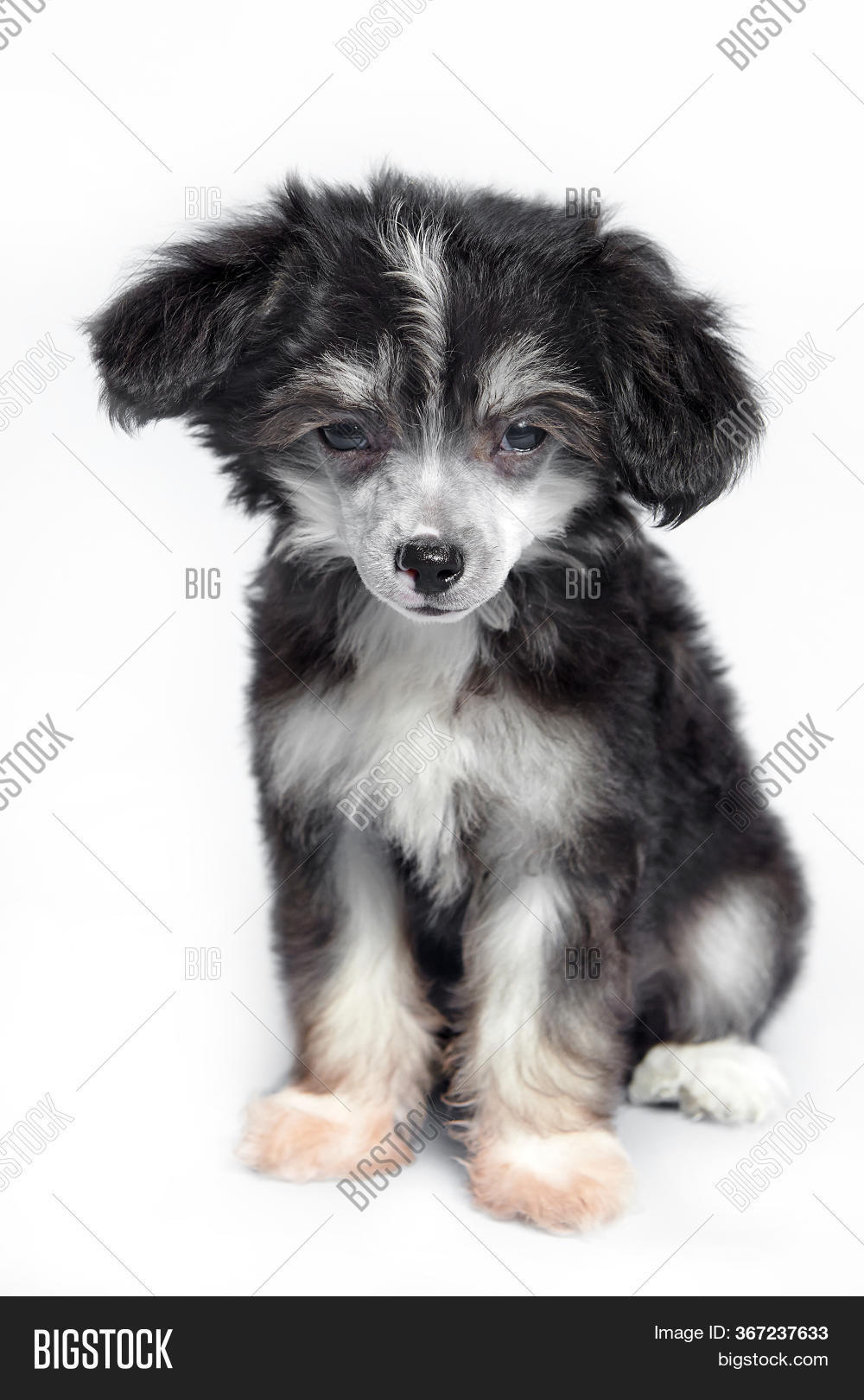 Small Darling Dog On Image & Photo (Free Trial) Bigstock
