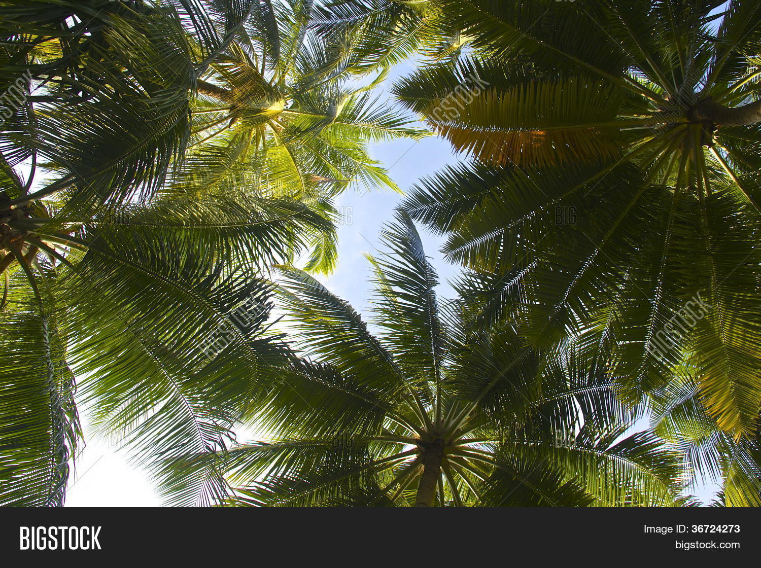 Palm Tree Roof Image & Photo (Free Trial) Bigstock