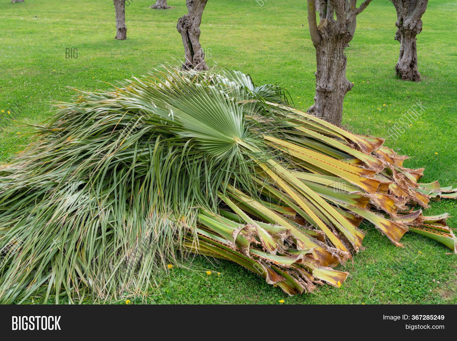 Old Cut Palm Leaves Image & Photo (Free Trial) Bigstock