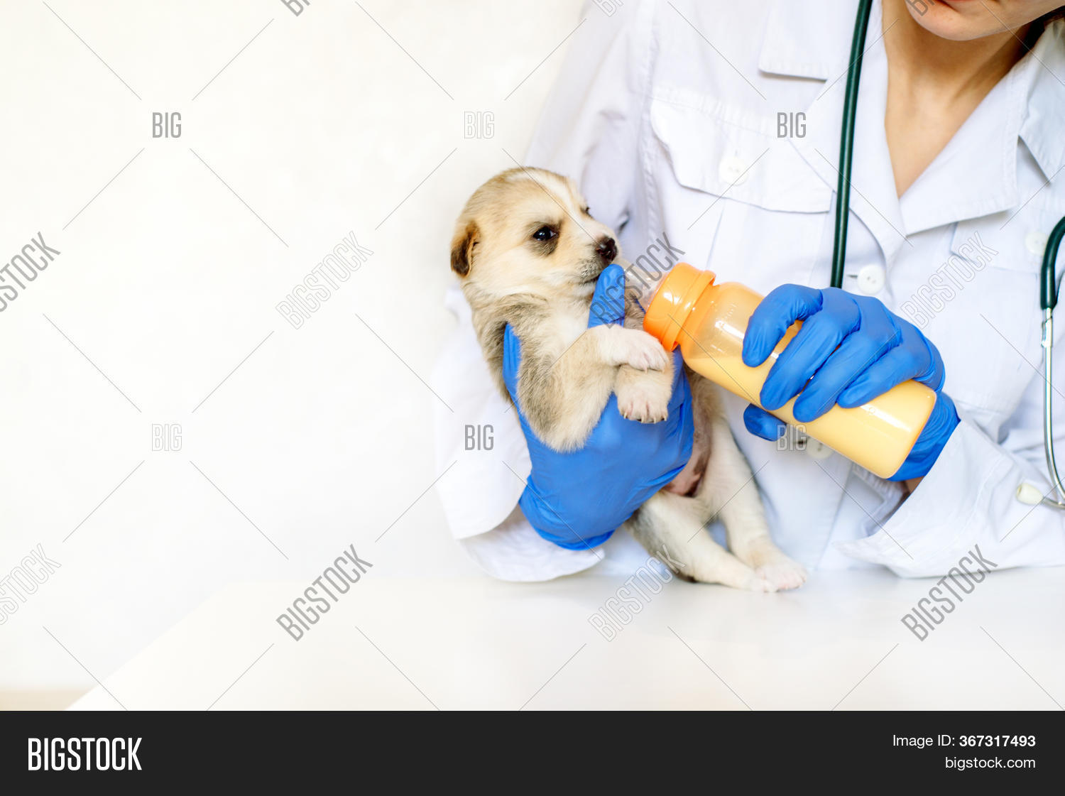 Feeding Newborn Puppy Image & Photo (Free Trial) Bigstock