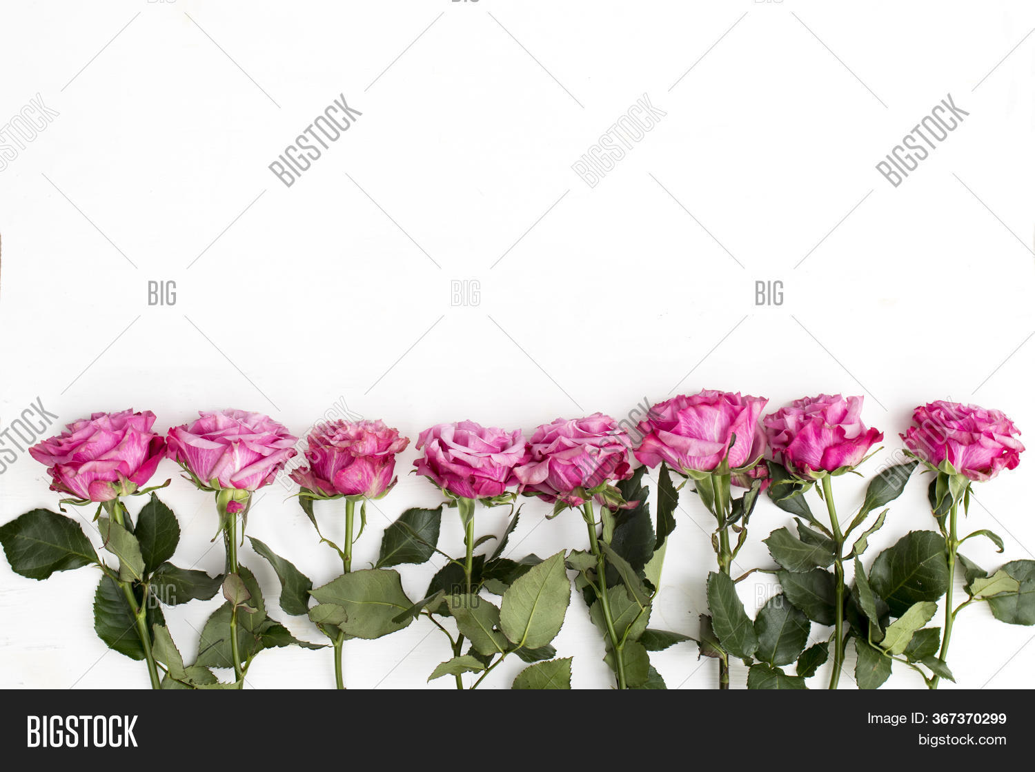 Row Pink Roses Image & Photo (Free Trial) | Bigstock