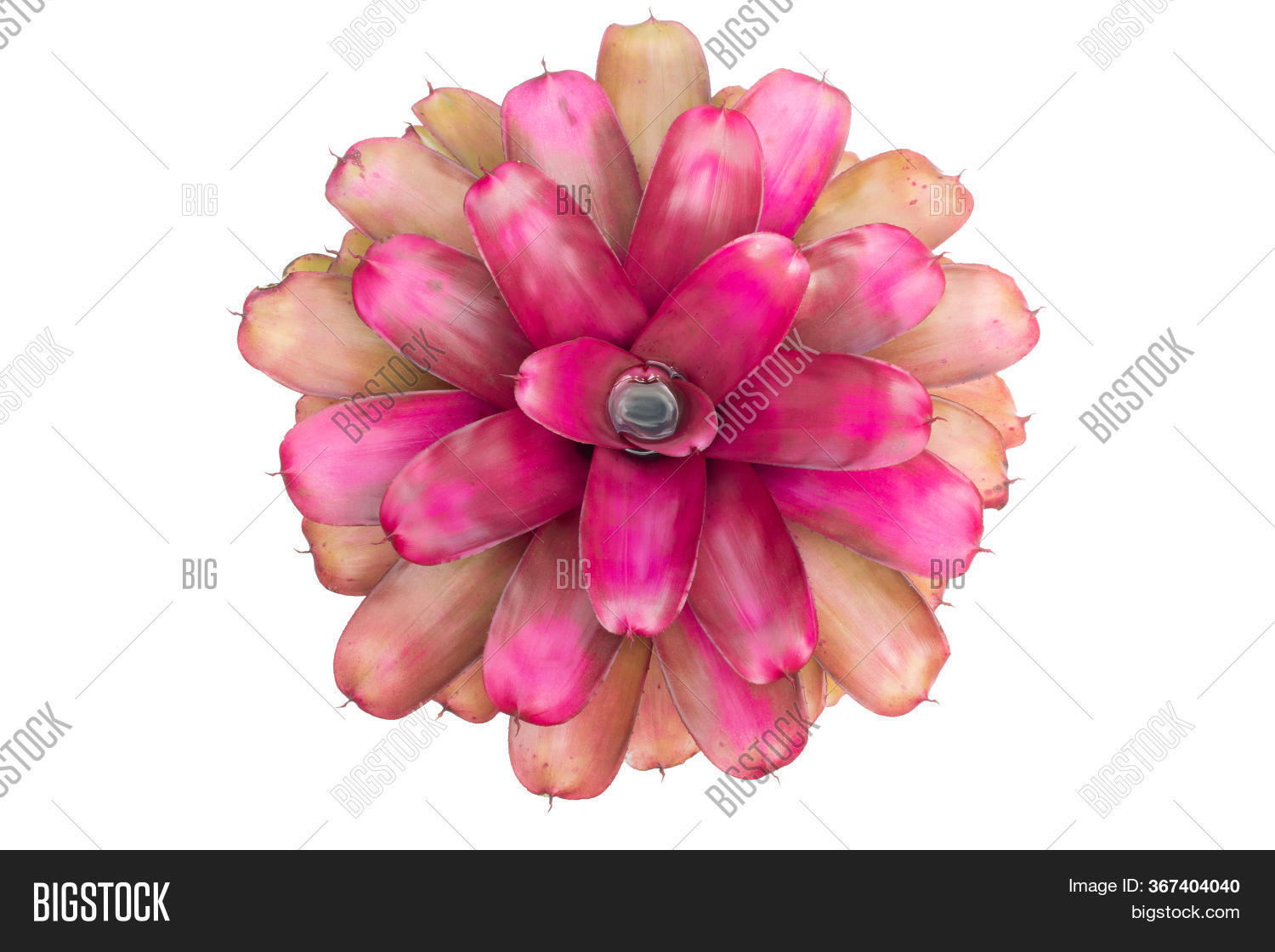 Bromeliad Isolated On Image & Photo (Free Trial) | Bigstock