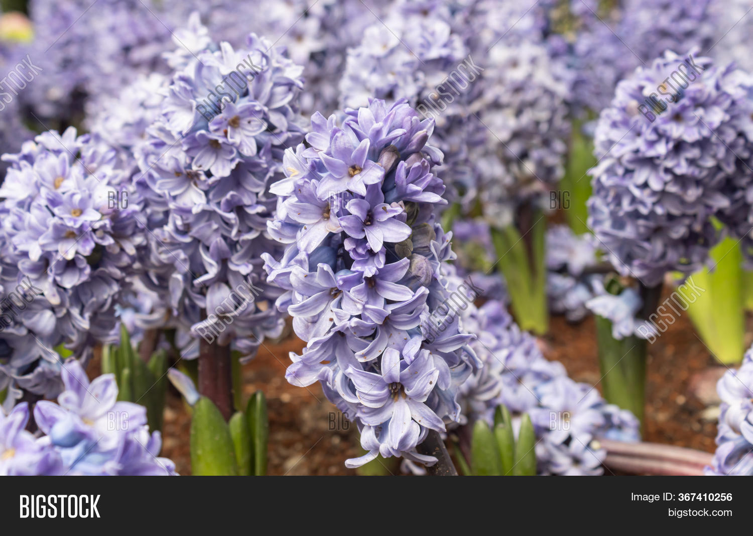 Purple Violet Hyacinth Image & Photo (Free Trial) Bigstock