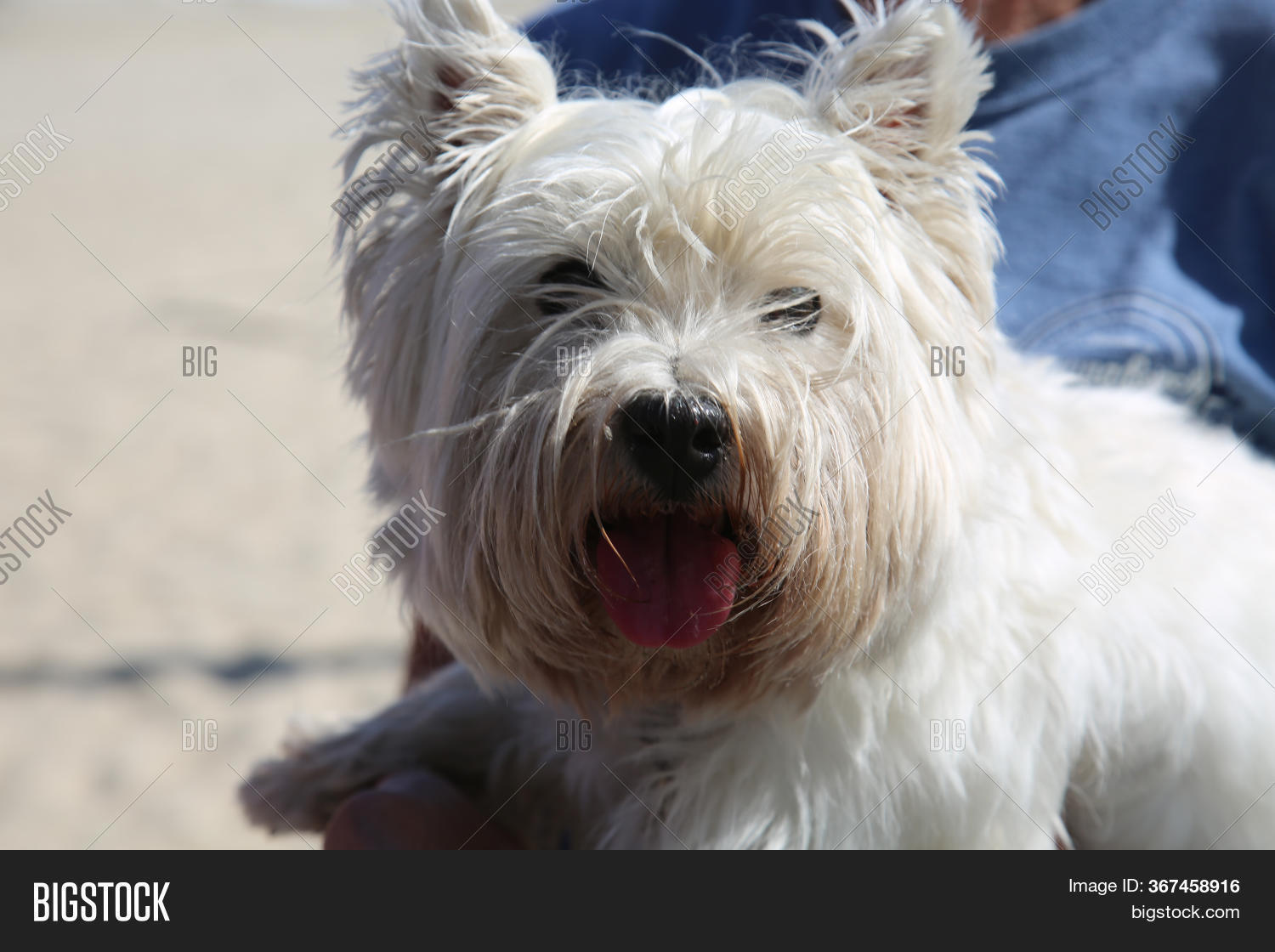 Are West Highland Terriers Good Family Dogs