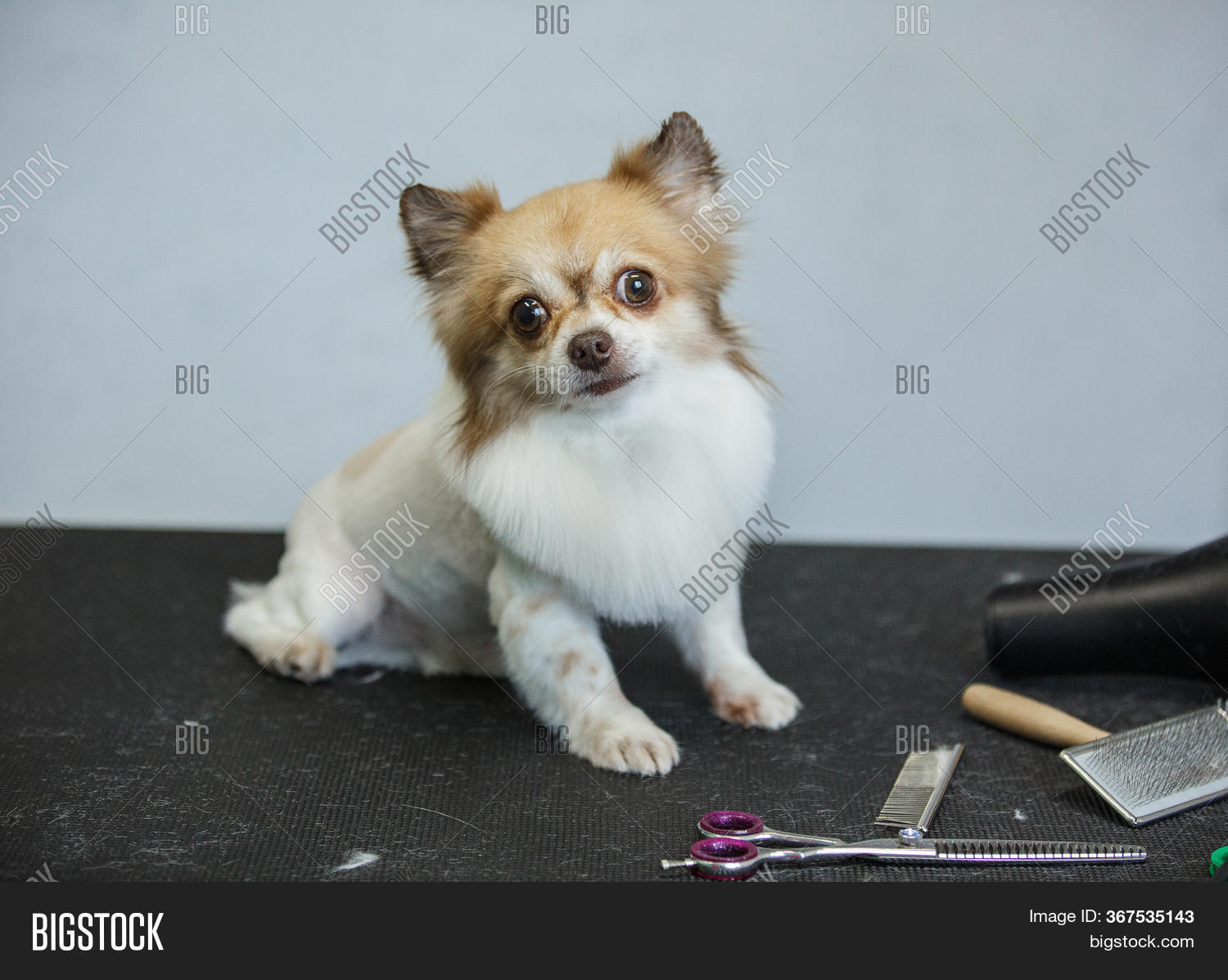 chihuahua haircut