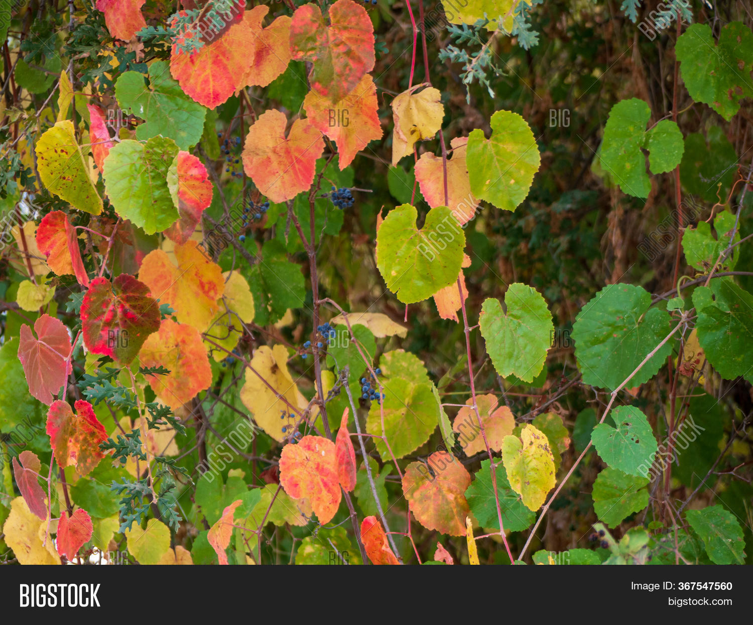 California Wild Grape Image & Photo (Free Trial) Bigstock