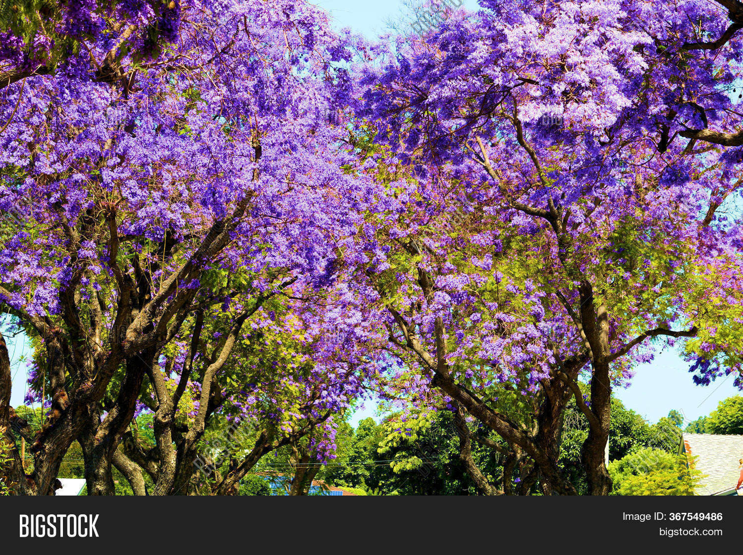 Jacaranda Trees Purple Image Photo Free Trial Bigstock Jacaranda Trees Purple Image Photo Free Trial Bigstock