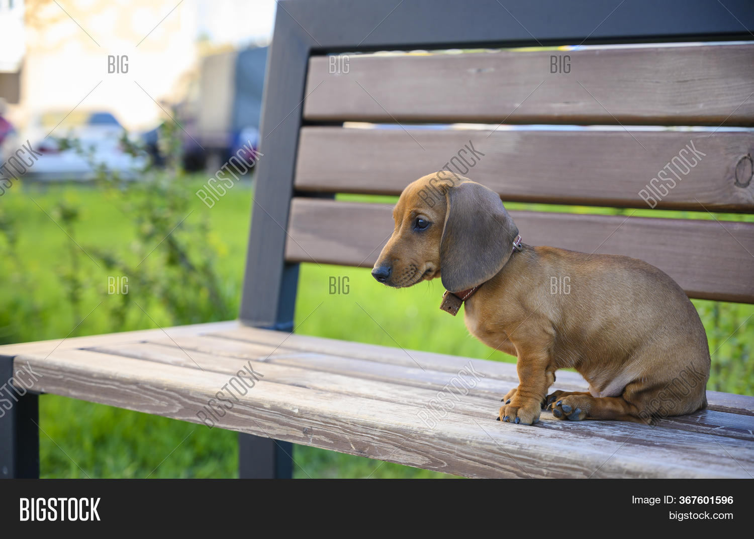 daschund bench