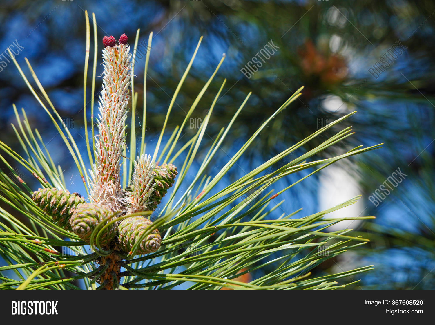 Long Pine Needles Image & Photo (Free Trial) Bigstock