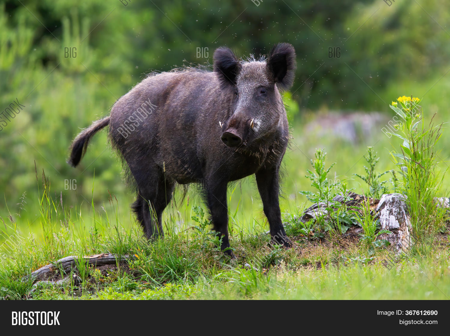Dangerous Wild Boar Image & Photo (Free Trial) | Bigstock