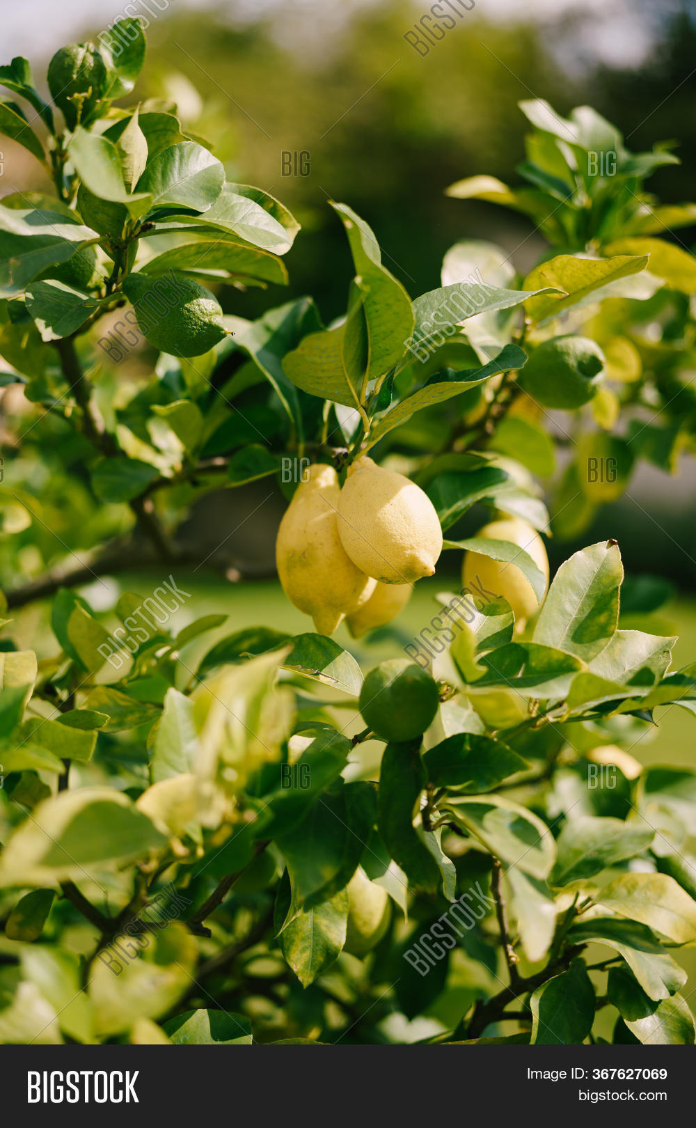 Yellow Lemons On Tree Image & Photo (Free Trial) Bigstock