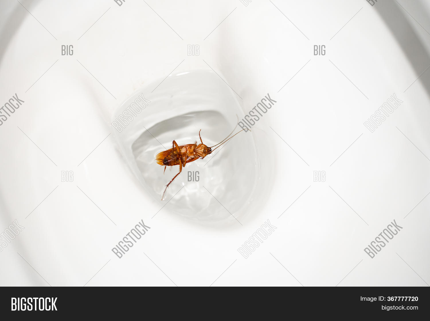 Huge Cockroach Toilet Image & Photo (Free Trial) Bigstock