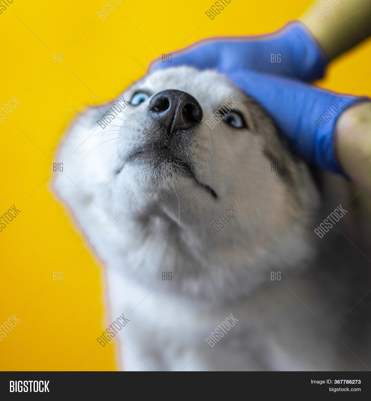Brushing Fur Comb Dog Image & Photo (Free Trial) Bigstock