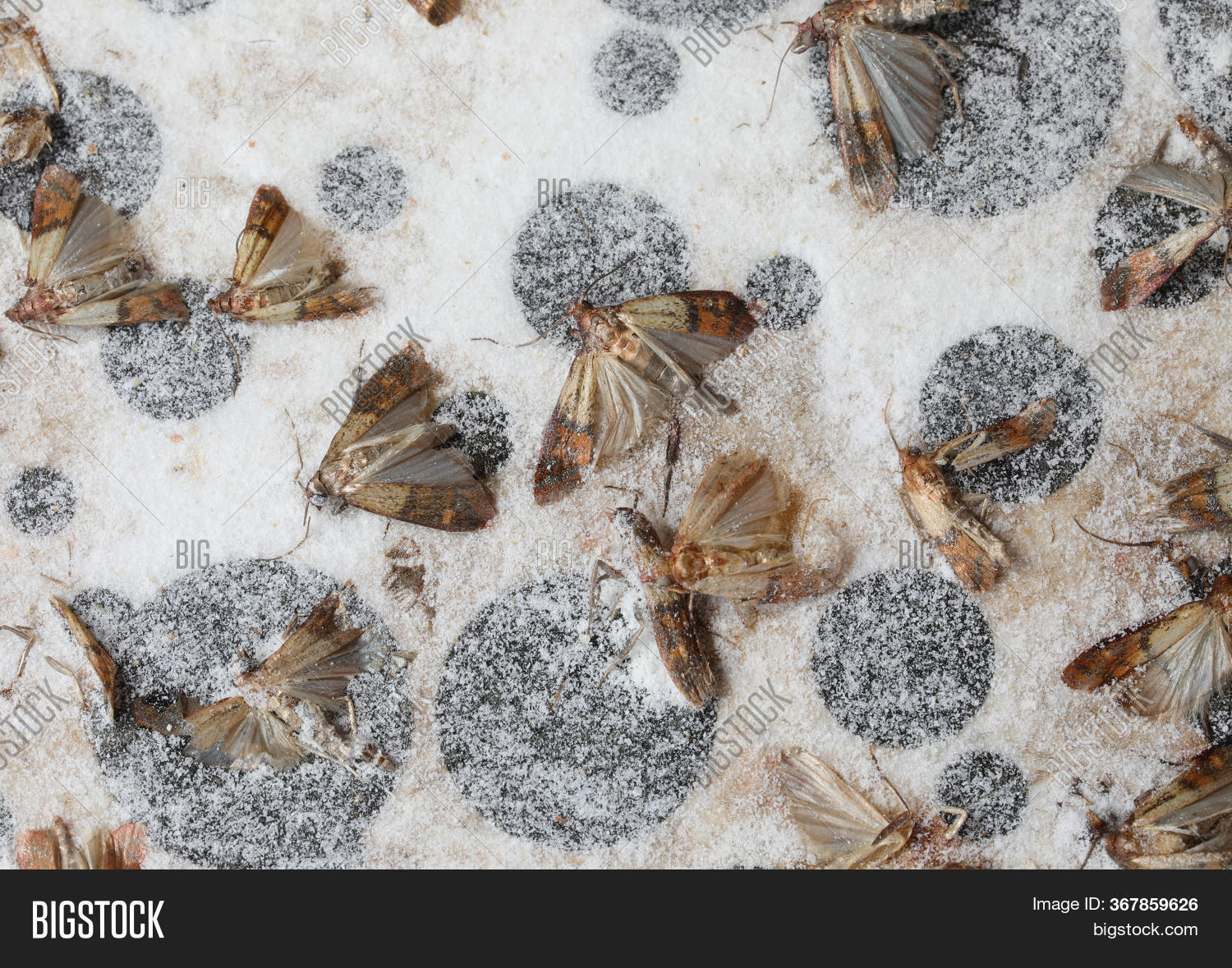 Dead Moths Called Image & Photo (Free Trial) Bigstock