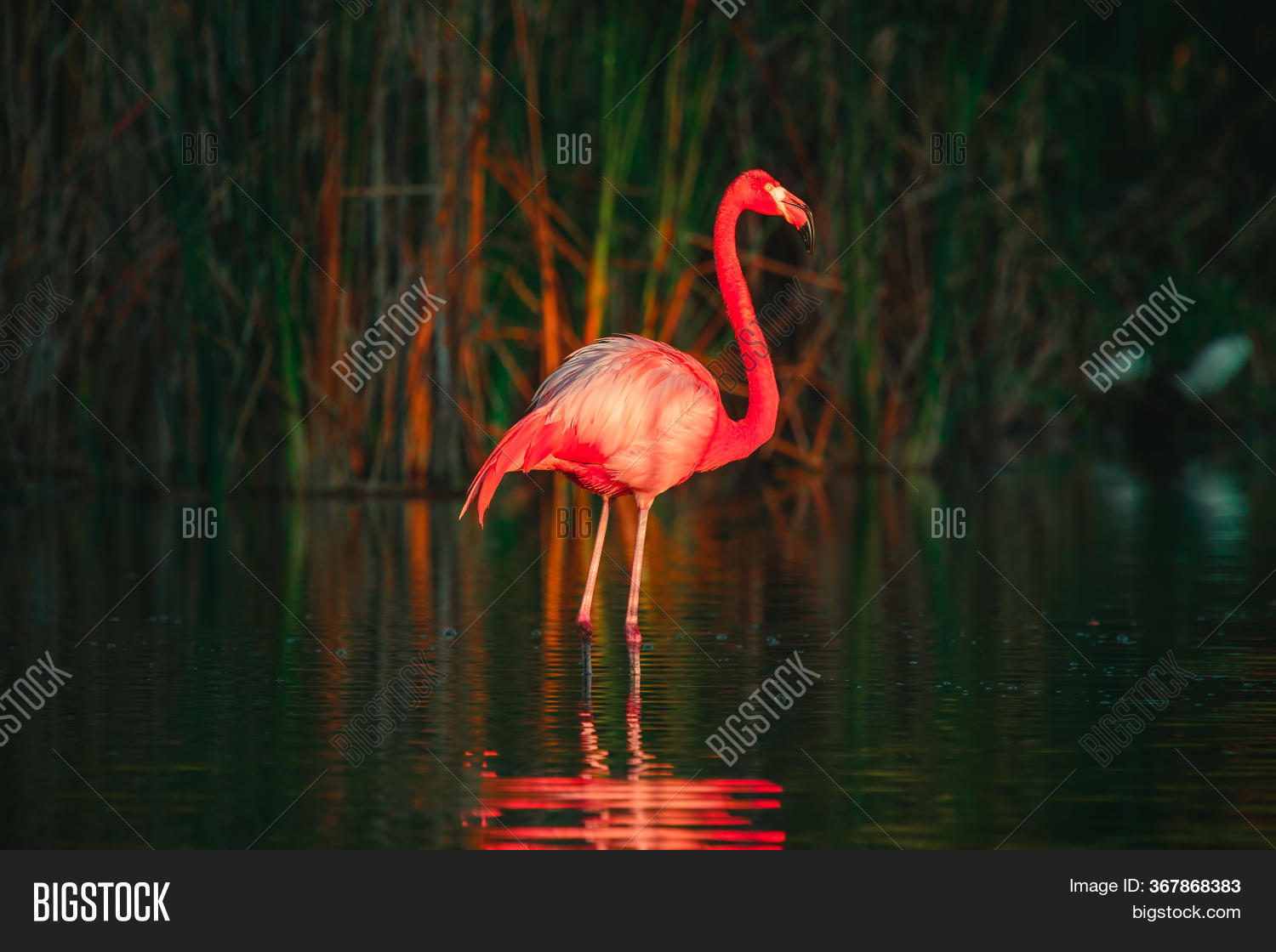 Flamingo Standing Lake Image & Photo (Free Trial) Bigstock