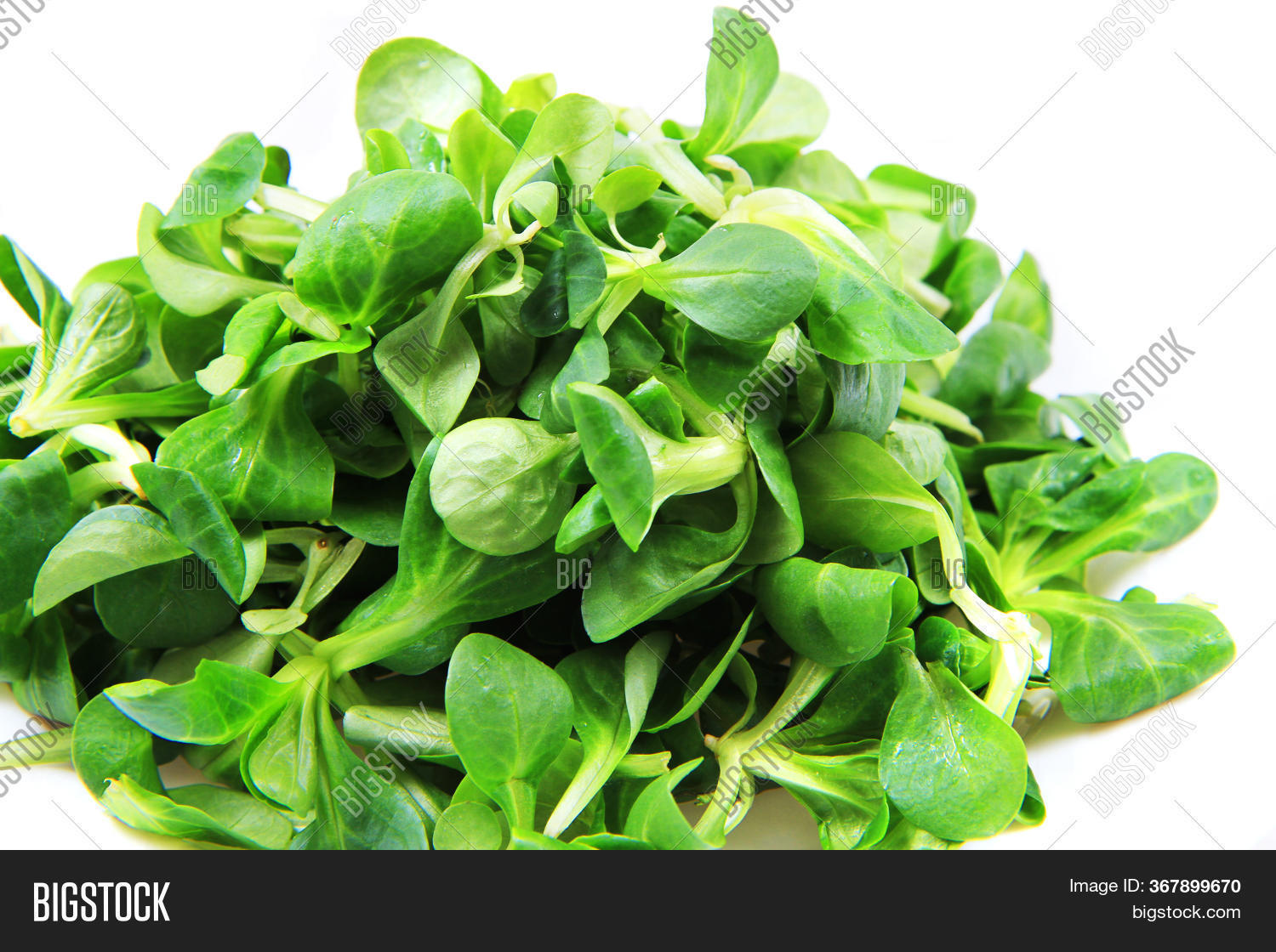 Lamb's Lettuce Image & Photo (Free Trial) Bigstock