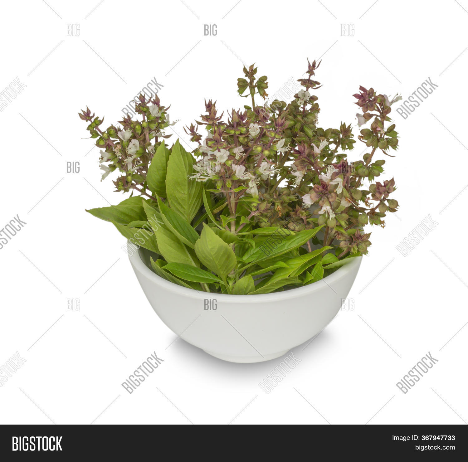 Sweet Basil Flowers ( Image & Photo (Free Trial) Bigstock