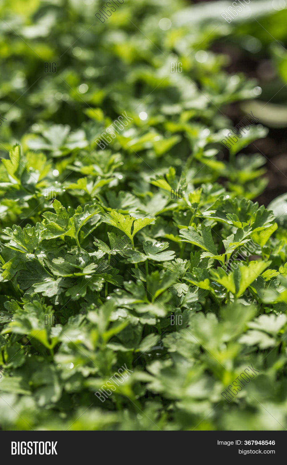 Parsley. Organic Fresh Image & Photo (Free Trial) Bigstock