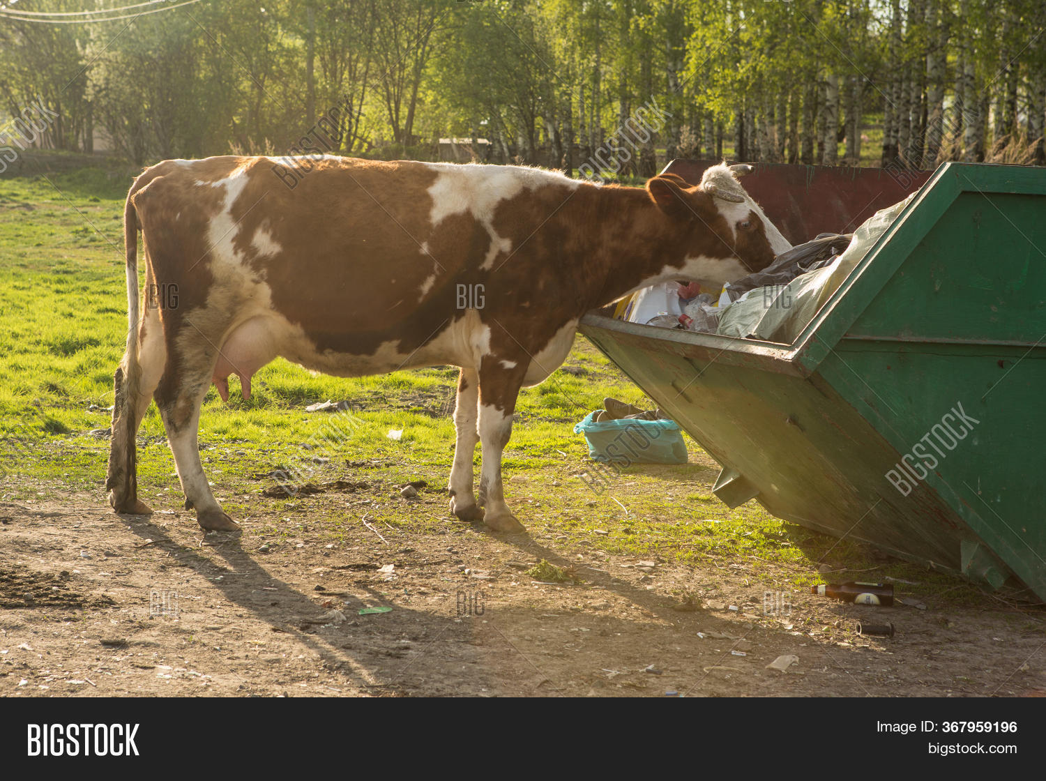 Cows Eat Plastic Image & Photo (Free Trial) Bigstock