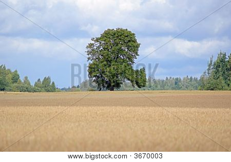 Green Tree