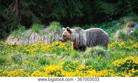 Blond Brown Bear With Pale Fur Looking Aside On A Meadow With Flowers In Spring