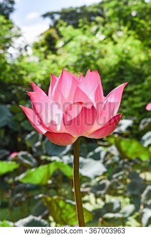 Close Up Of Beautiful Pink Lotus Flower In Blooning