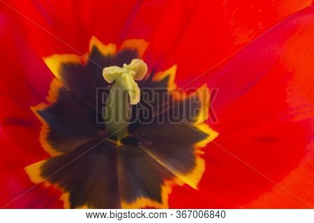 Large Red Tulips Close-up. Spa Salon Concept.