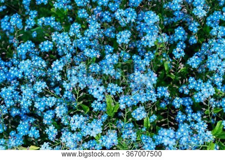 Top View Of Bloooming Small Blue Flowers Background. Spring Floral Concept.