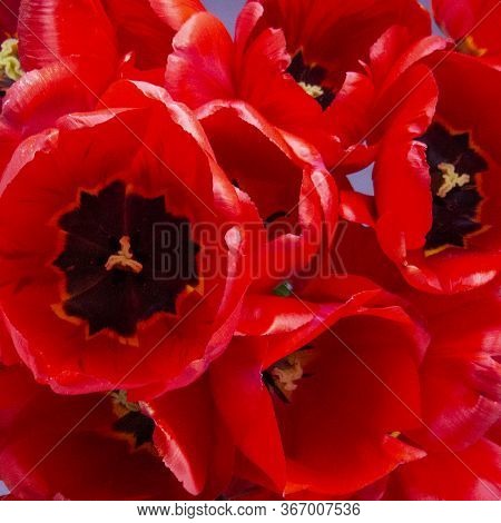 Large Red Tulips Close-up. Spa Salon Concept.