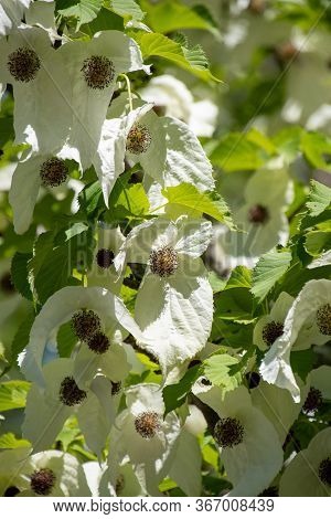 A Picture Of Some Handkerchief Tree   Flowers.     Vancouver Bc Canada