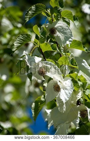 A Picture Of Some Handkerchief Tree   Flowers.     Vancouver Bc Canada