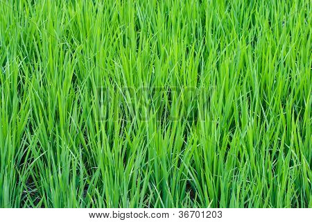 田んぼ