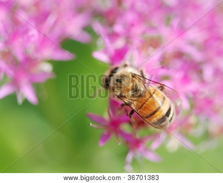 Bal arısı üzerinde bir pembe Autumn Joy