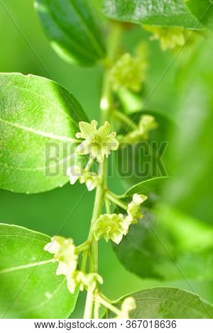 Jojoba Blooming  Tree Flowers