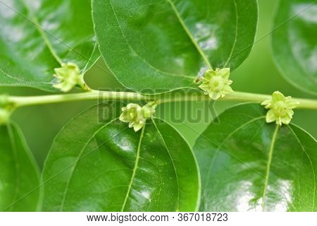 Jojoba Blooming  Tree Flowers