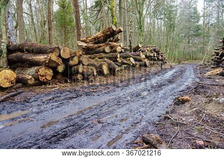 Felled Trees In A Stack, Logs From Felled Tree Trunks
