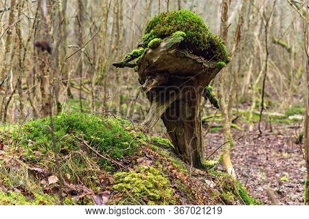 An Old Stump Covered With Lichen And Moss, Forest Snag In The Moss