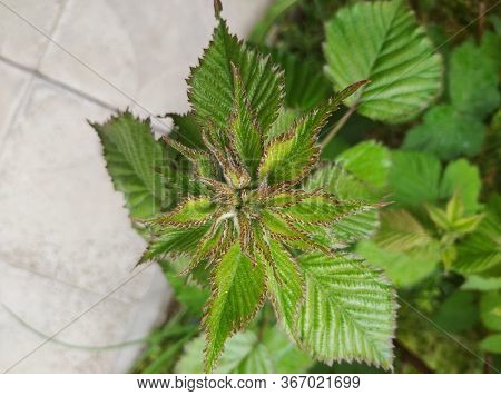 Young Blackberry Leaves At The Top Of The Branch