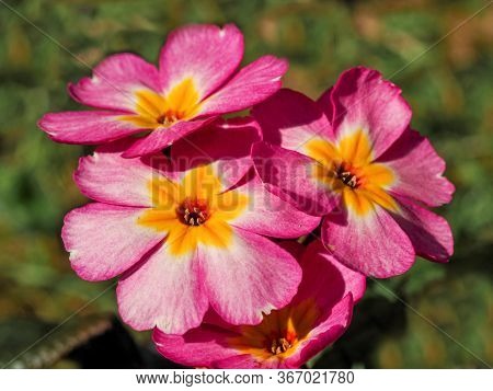 Closeup Of Beautiful Pink And Yellow Flowers Of A Polyanthus Primula Plant, Variety Pink Champagne, 
